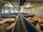 Moderne Schweinemastanlage für 1.976 Tiere mit 3 Futtersilos, einem großen Güllelager sowie 30kWp Photovoltaikanlage - Doppelabteile