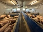 Moderne Schweinemastanlage für 1.976 Tiere mit 3 Futtersilos, einem großen Güllelager sowie 30kWp Photovoltaikanlage - Einzelabteile